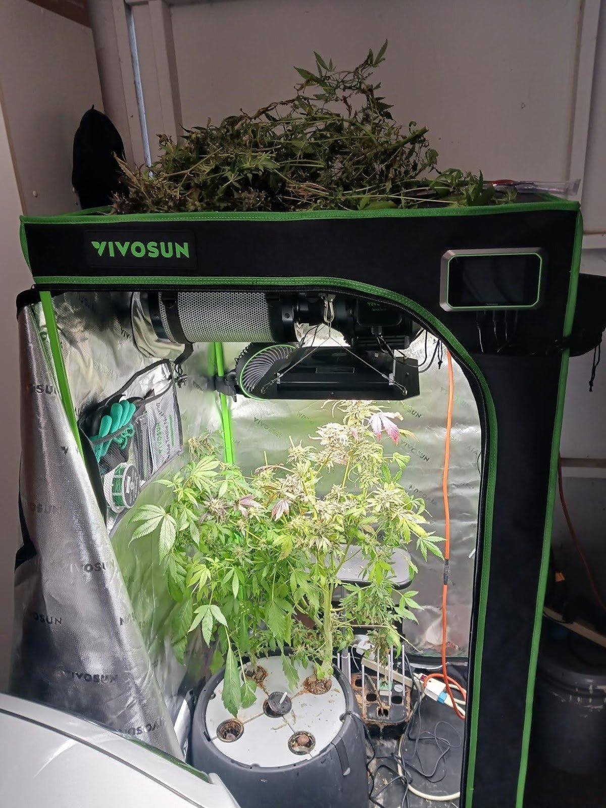 The Night You Realize the Problem Is Not the Plant 🌱